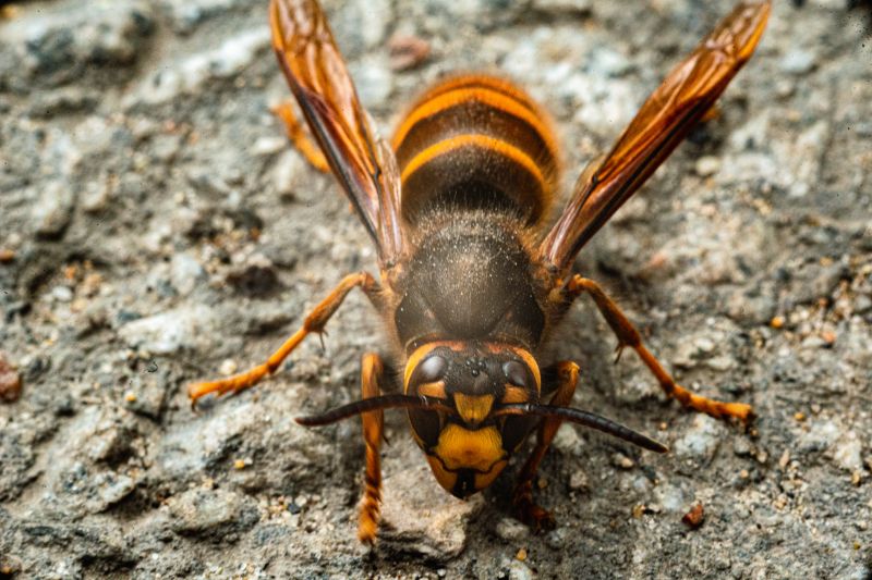 Yellow Jackets Extermination