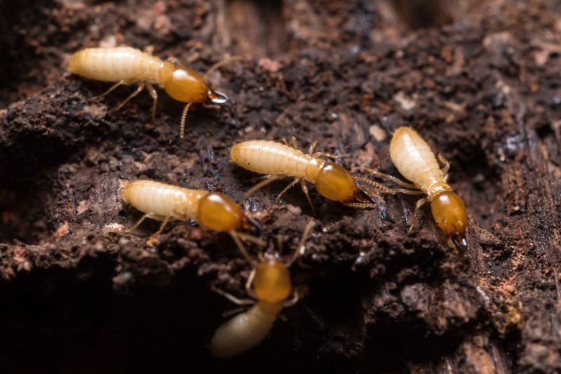 Commercial Termite Treatment in Frisco, TX