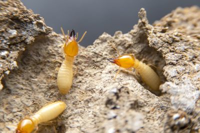 Termite Damage