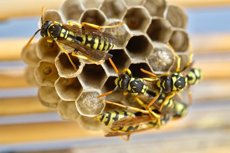 Signs You Have A Wasp, Hornet, Or Yellow Jacket Problem