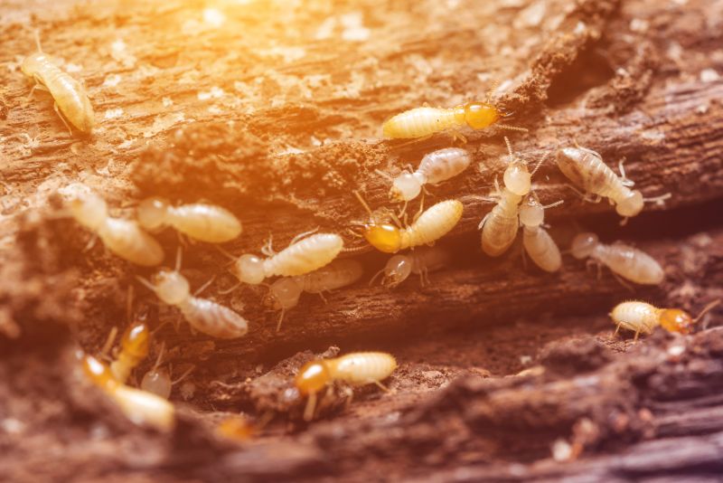 Termites Extermination