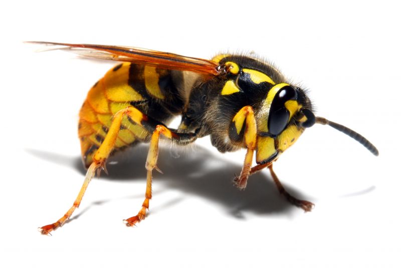 Yellow Jackets Extermination