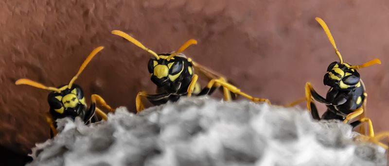 Yellow Jackets Extermination