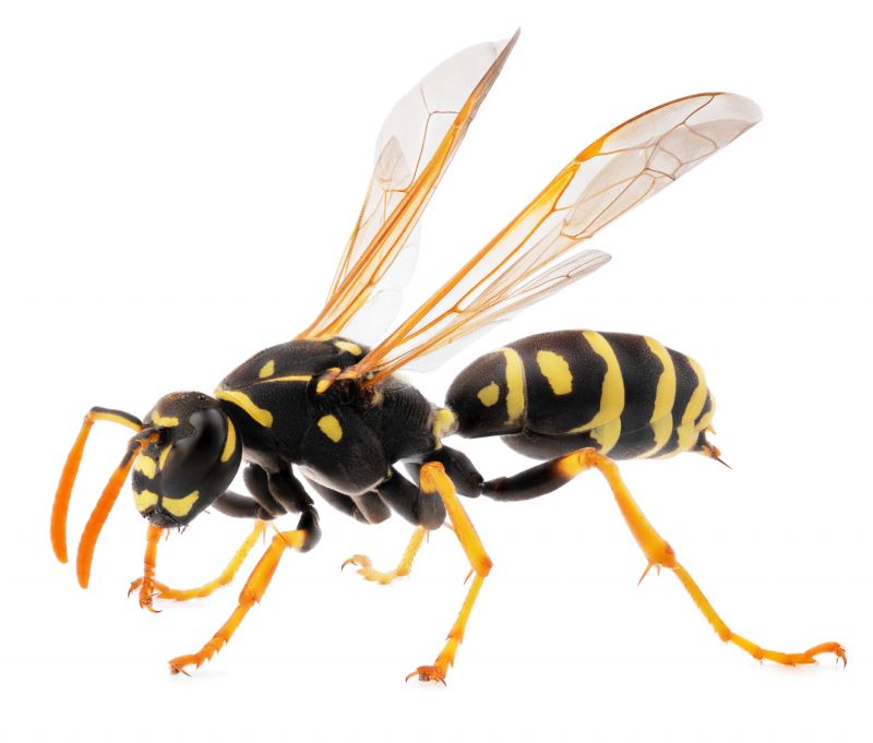 Yellow Jackets Extermination