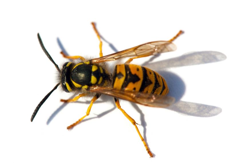 Yellow Jackets Extermination