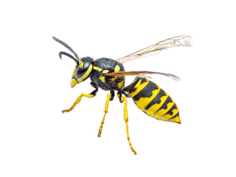 Yellow Jackets Extermination