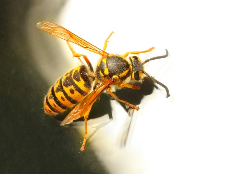 Yellow Jackets Extermination