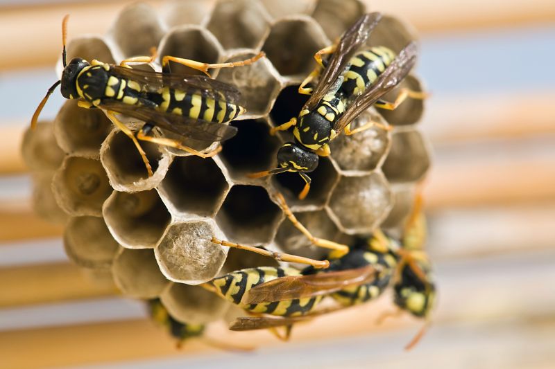 Yellow Jackets Can Build Nests on Your Property!