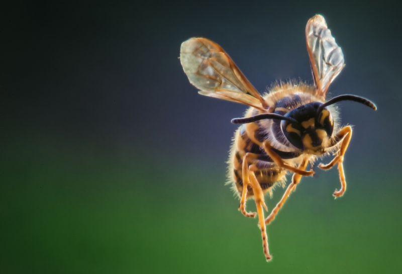 Yellow Jackets Can Interfere with Outdoor Activities!