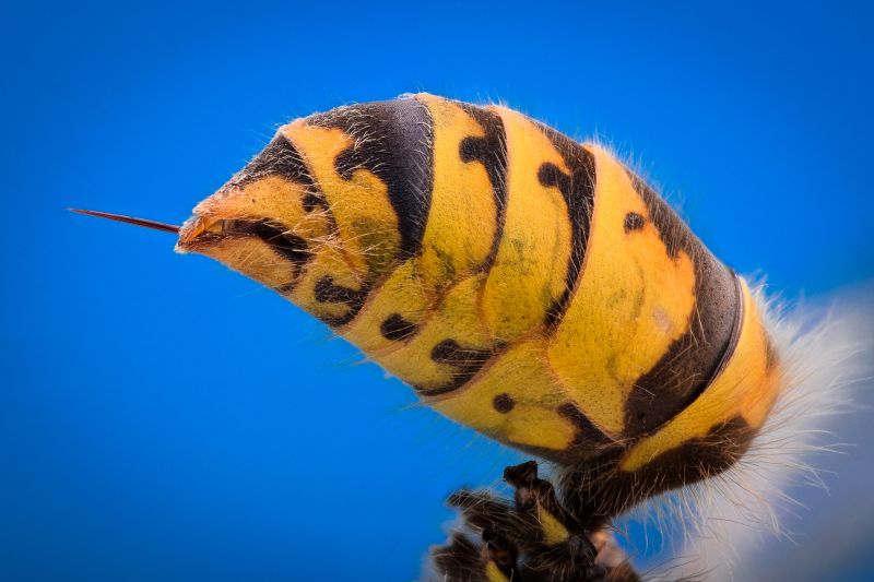 Yellow Jackets Stings Can Be Dangerous to Humans!