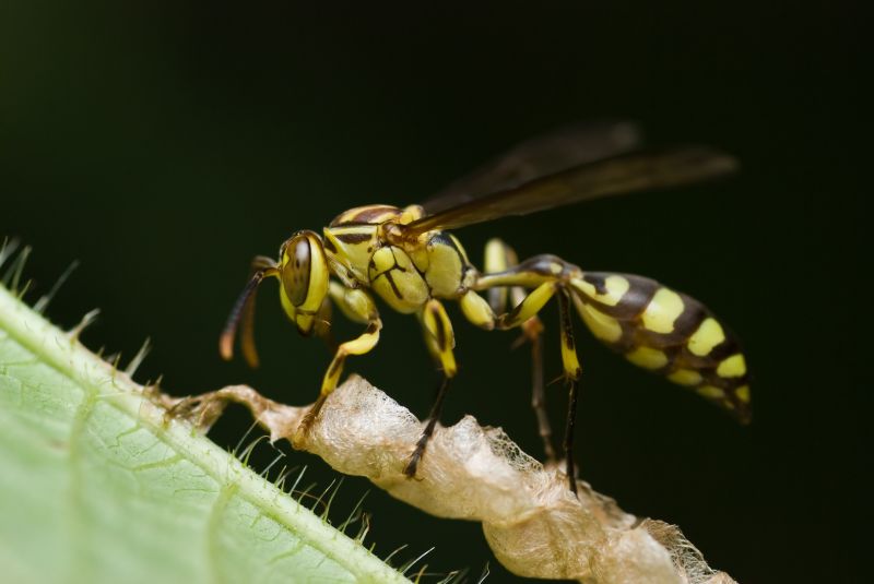Yellow Jackets Extermination Products
