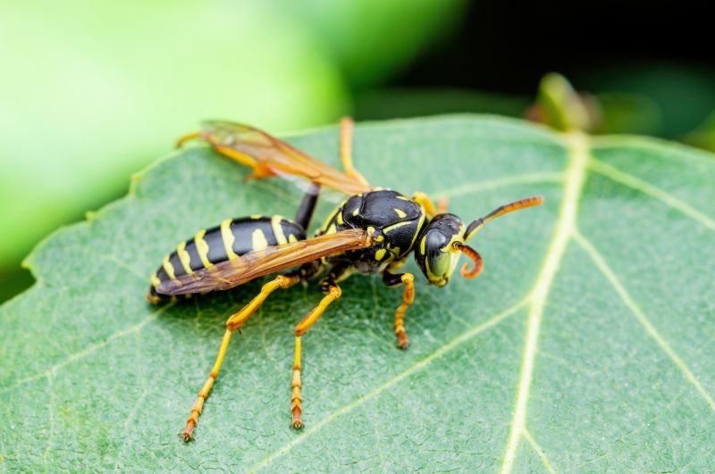 Service Locations for Yellow Jackets Extermination